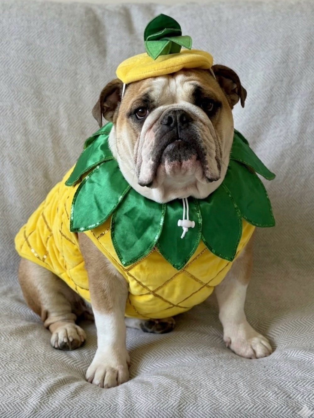 XL Skull & Bones Pet Halloween Costume